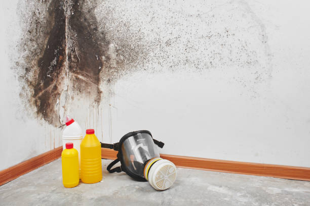 Best Mold Removal Near Me  in La Habra, CA