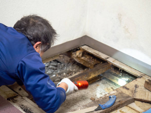 Professional Mold Removal in La Habra, CA