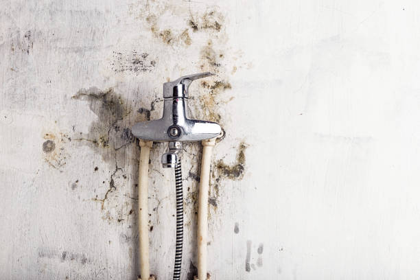 Best Mold Damage Repair  in La Habra, CA