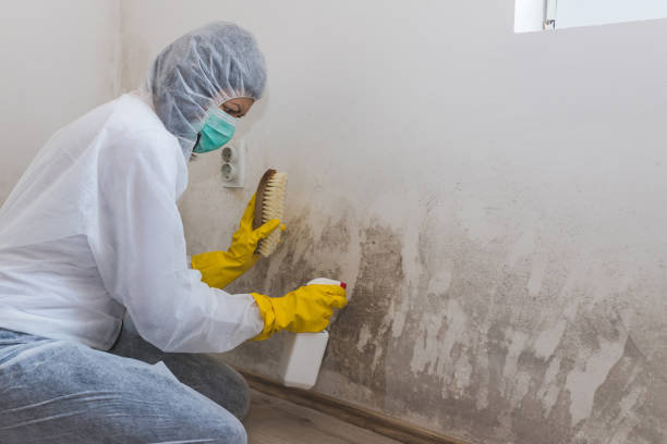 Best Crawl Space Mold Removal  in La Habra, CA