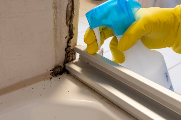 Best Residential Mold Removal  in La Habra, CA