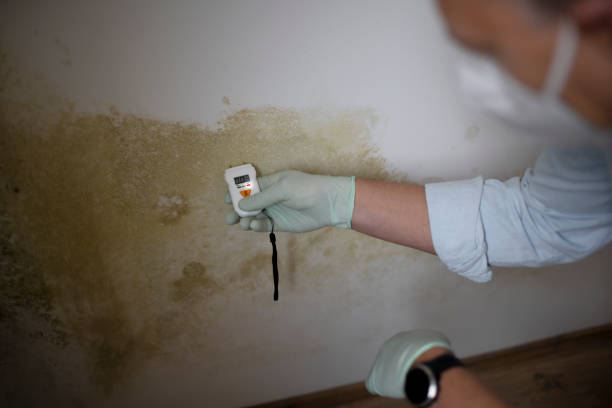 Mold Removal Process in La Habra, CA