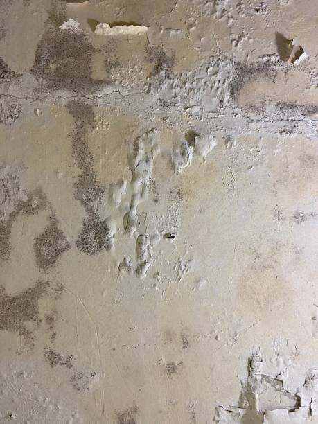 Mold Removal and Inspection in La Habra, CA