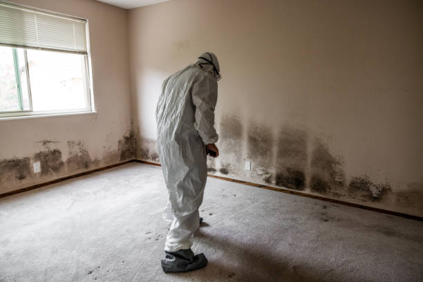 Best Mold Remediation  in La Habra, CA