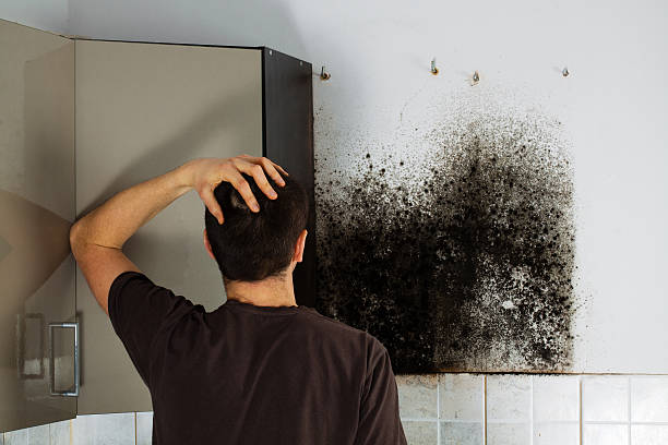 Best Black Mold Removal  in La Habra, CA