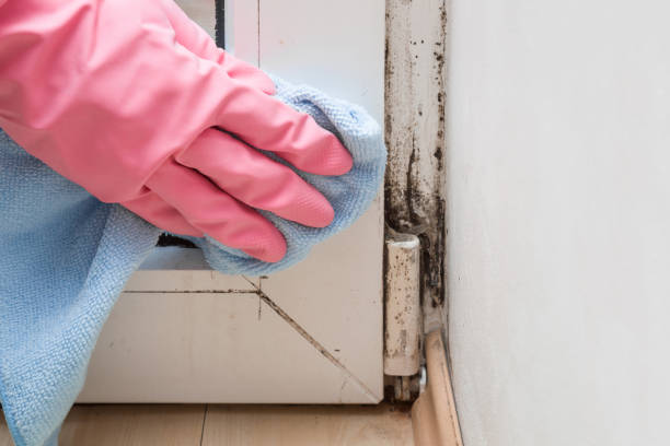 Certified Mold Removal in La Habra, CA